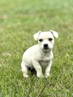 Rosie, a female French Bulldog for sale in Inman, SC – Photo 3 of 5