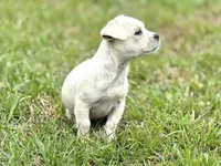 Rosie, a female French Bulldog for sale in Inman, SC – Photo 2 of 5