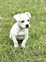 Rosie, a female French Bulldog for sale in Inman, SC – Photo 5 of 5