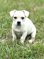 Rosie, a female French Bulldog for sale in Inman, SC – Photo 1 of 5