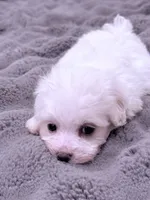 Alex, a male Maltese for sale in Inman, SC – 3 of 7