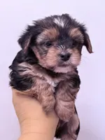 Monica, a female Yorkshire Terrier for sale in Inman, SC – 4 of 6