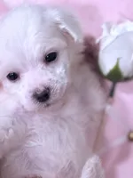 Rosie , a female Maltese for sale in Inman, SC – 9 of 10
