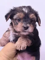 Monica, a female Yorkshire Terrier for sale in Inman, SC – 2 of 6