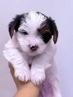 Alex, a male Yorkshire Terrier for sale in Inman, SC – 2 of 3