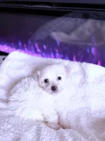 processed/ea854b84-7c30-403d-a5d4-ad207a6381e9/listing/fd2eccbc-99aa-440c-aab1-d84bd72c06fb/ed1c868d-45b3-49f1-ac9f-48a7e043168c