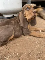 Exodus, a female Bloodhound for sale in Albuquerque, NM – 4 of 5