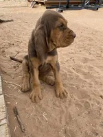 Exodus, a female Bloodhound for sale in Albuquerque, NM – 5 of 5