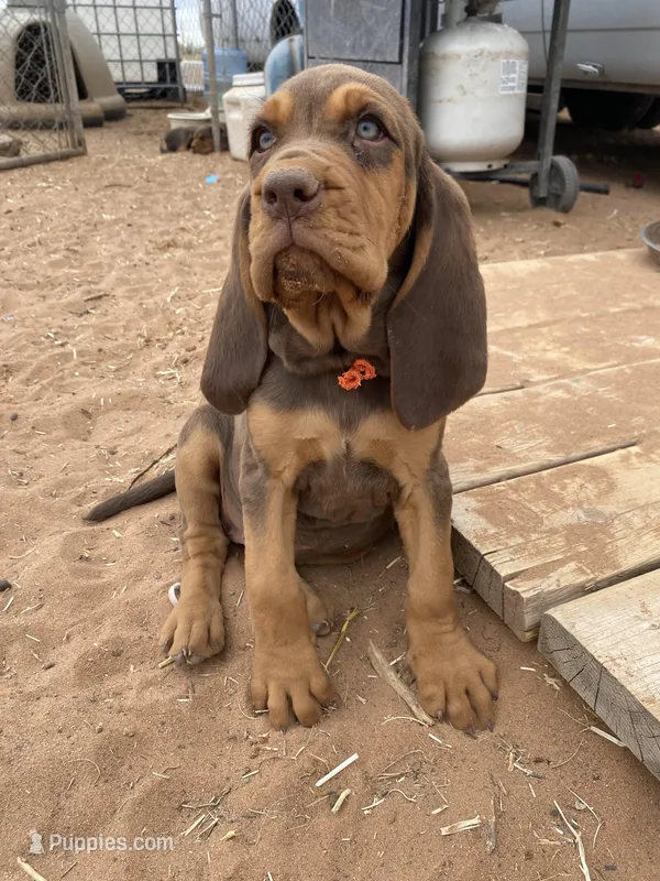 Exodus – Bloodhound puppy for sale in Albuquerque, NM