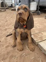 Exodus, a female Bloodhound for sale in Albuquerque, NM – 1 of 5