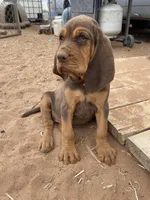 Exodus, a female Bloodhound for sale in Albuquerque, NM – 2 of 5