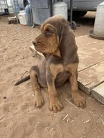 Exodus, a female Bloodhound for sale in Albuquerque, NM – 3 of 5