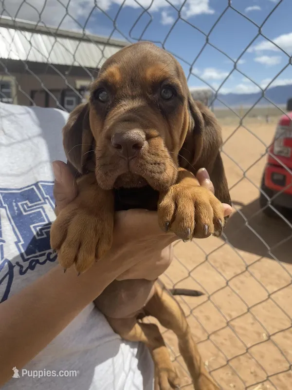 Ruth – Bloodhound puppy for sale in Albuquerque, NM