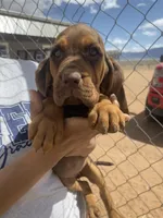 Ruth, a female Bloodhound for sale in Albuquerque, NM – Photo 1 of 5