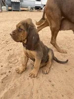 Ruth, a female Bloodhound for sale in Albuquerque, NM – 2 of 4