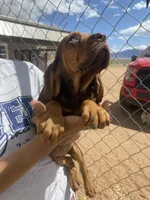 Ruth, a female Bloodhound for sale in Albuquerque, NM – Photo 3 of 5