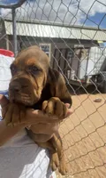 Ruth, a female Bloodhound for sale in Albuquerque, NM – Photo 5 of 5