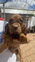 Ruth, a female Bloodhound for sale in Albuquerque, NM – Photo 2 of 5
