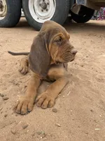 Ruth, a female Bloodhound for sale in Albuquerque, NM – 3 of 4