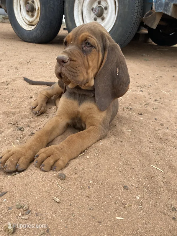 Ruth – Bloodhound puppy for sale in Albuquerque, NM