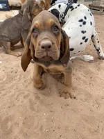 Ruth, a female Bloodhound for sale in Albuquerque, NM – 4 of 4