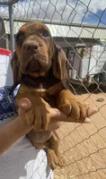 Ruth, a female Bloodhound for sale in Albuquerque, NM – Photo 4 of 5