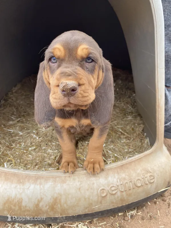 Psalms – Bloodhound puppy for sale in Albuquerque, NM