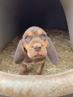 Psalms, a female Bloodhound for sale in Albuquerque, NM – Photo 4 of 4
