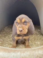 Psalms, a female Bloodhound for sale in Albuquerque, NM – Photo 2 of 4
