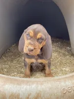 Psalms, a female Bloodhound for sale in Albuquerque, NM – Photo 3 of 4