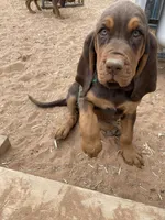 Ezra, a female Bloodhound for sale in Albuquerque, NM – 3 of 3