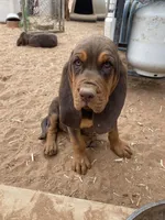Ezra, a female Bloodhound for sale in Albuquerque, NM – 2 of 3