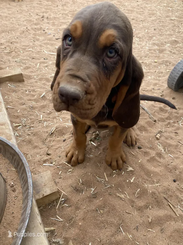 Ezra, a female Bloodhound for sale in Albuquerque, NM – 1 of 3