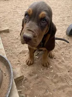 Ezra, a female Bloodhound for sale in Albuquerque, NM – 1 of 3