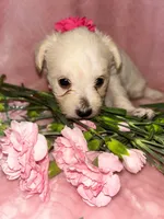 Bella, a female Miniature Schnauzer and Poodle - Miniature  for sale in Olathe, CO – Photo 2 of 2