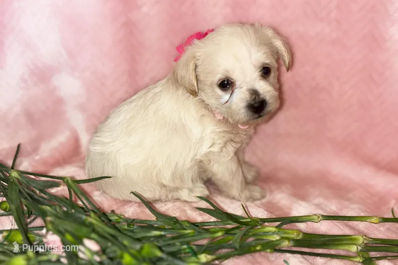 Bella – Miniature Schnauzer, Poodle - Miniature  puppy for sale in Olathe, CO