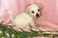 Bella, a female Miniature Schnauzer and Poodle - Miniature  for sale in Olathe, CO – Photo 1 of 2