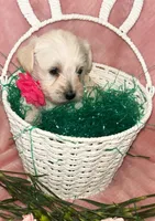 Pixie, a female Miniature Schnauzer and Poodle - Miniature  for sale in Olathe, CO – Photo 2 of 3