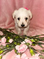 Pixie, a female Miniature Schnauzer and Poodle - Miniature  for sale in Olathe, CO – Photo 3 of 3