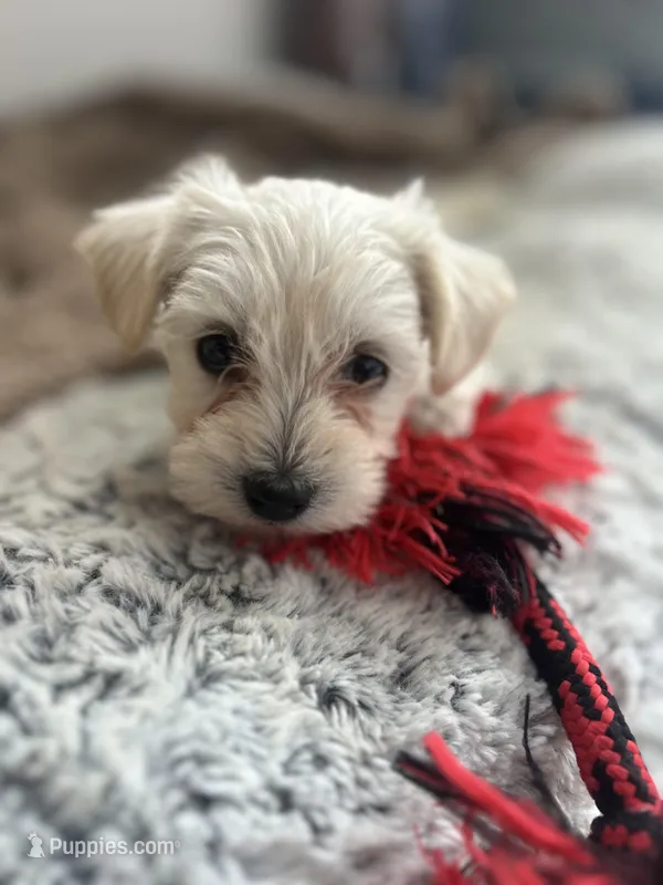 Pixie – Miniature Schnauzer, Poodle - Miniature  puppy for sale in Olathe, CO