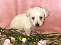 Pixie, a female Miniature Schnauzer and Poodle - Miniature  for sale in Olathe, CO – Photo 1 of 3