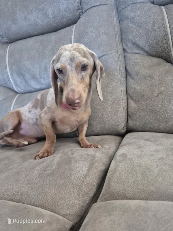 Hank – Dachshund, Miniature Dachshund puppy for sale in Carriere, MS