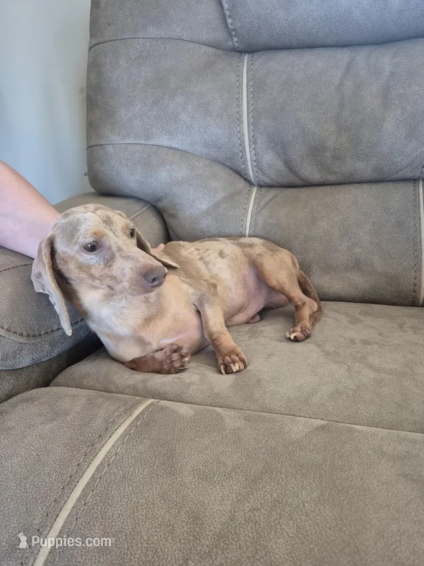 Hank- Isabella Dapple – Miniature Dachshund puppy for sale in Carriere, MS
