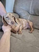 Hank, a male Dachshund and Miniature Dachshund for sale in Carriere, MS – Photo 2 of 4