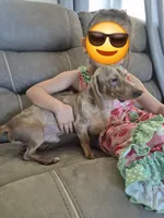 Hank- Isabella Dapple, a male Miniature Dachshund for sale in Carriere, MS – Photo 3 of 6