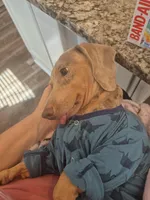 Hank- Isabella Dapple, a male Miniature Dachshund for sale in Carriere, MS – Photo 2 of 6