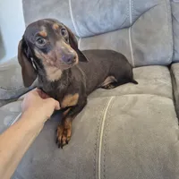 Johnny, a male Dachshund and Miniature Dachshund for sale in Carriere, MS – Photo 1 of 2