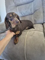 Johnny, a male Miniature Dachshund for sale in Carriere, MS – Photo 1 of 2