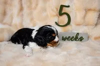 Penny, a female Cavalier King Charles Spaniel for sale in Wheaton, MO – 9 of 9