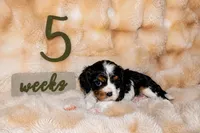 Penny, a female Cavalier King Charles Spaniel for sale in Wheaton, MO – 4 of 9
